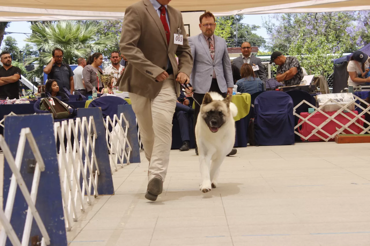 Stadio Italiano fue sede de una Exhibición Canina del Kennel Club